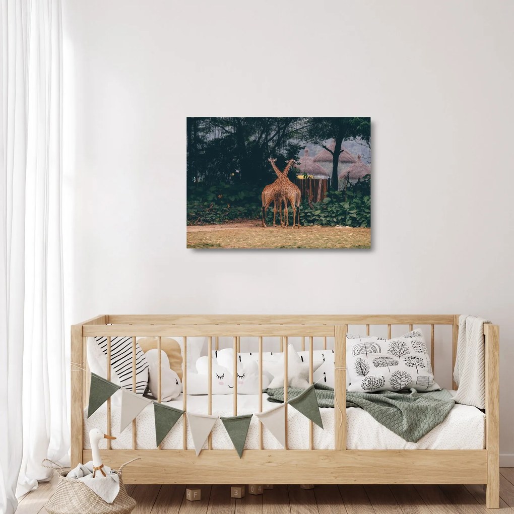 Tablou pe sticlă cu două girafe (70x50 cm)