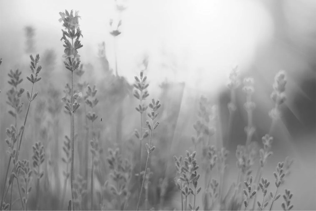 Tablou - Lavanda (90x60 cm)