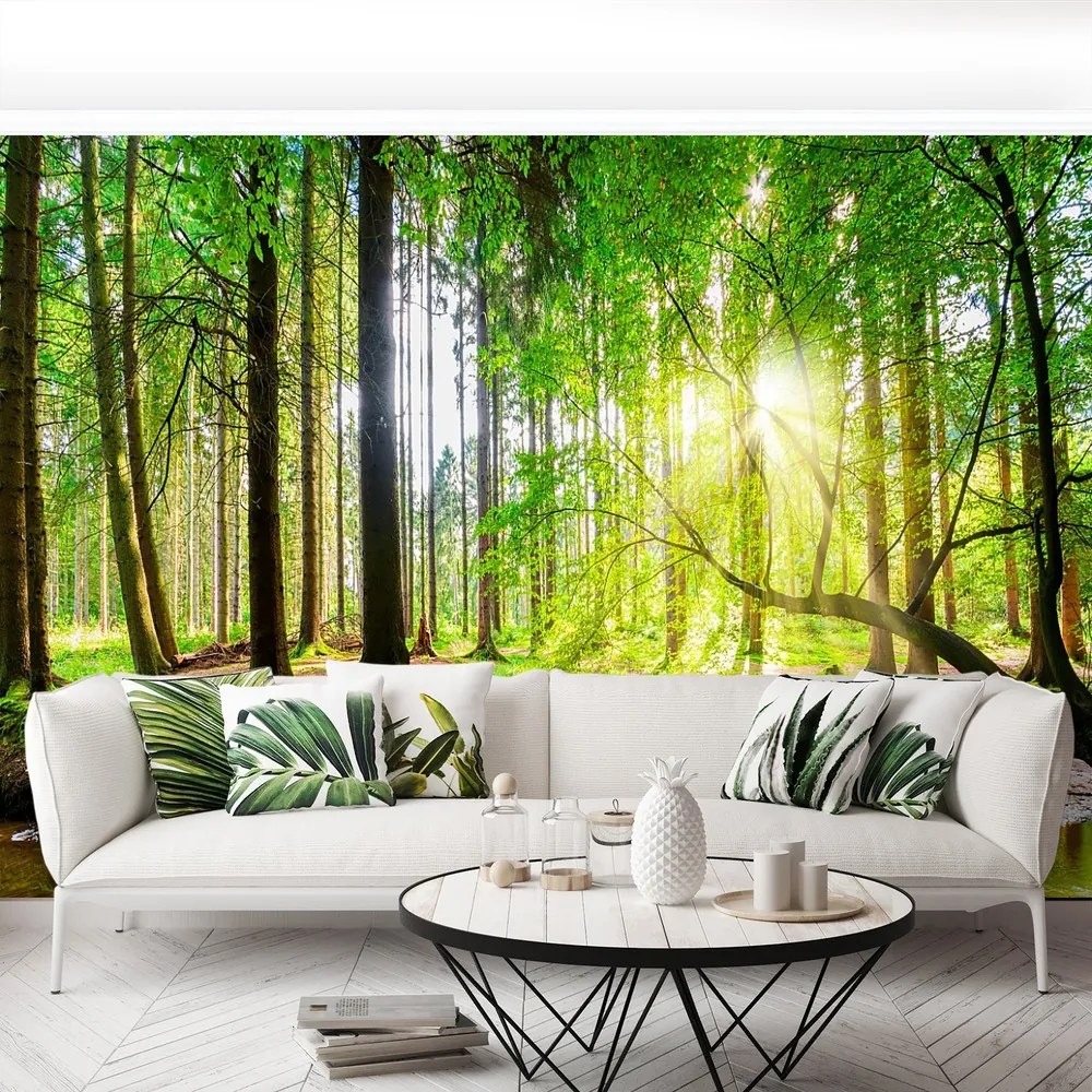 Fototapet Forest Of The Sun