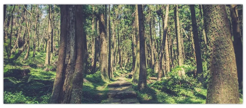 Tablou cu drum între copaci (120x50 cm)