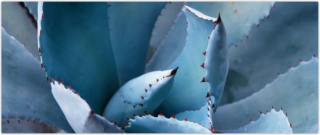 Tablou - Agave (120x50 cm)