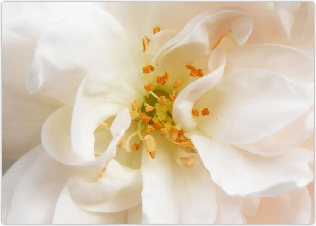 Tablou - Floare (70x50 cm)