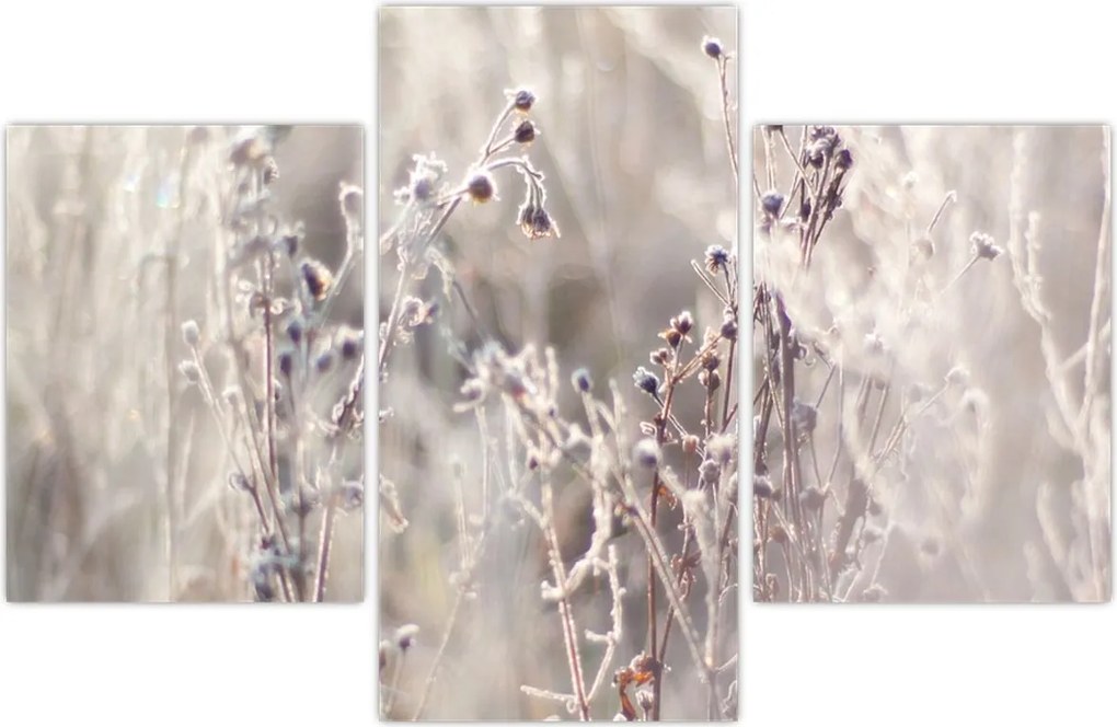 Tablou - Plante (90x60 cm)