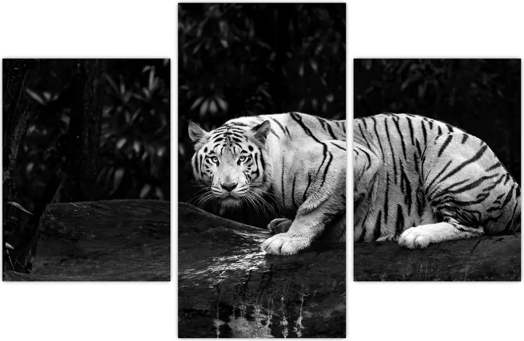 Tablou - Tigru alb, alb-negru (90x60 cm)