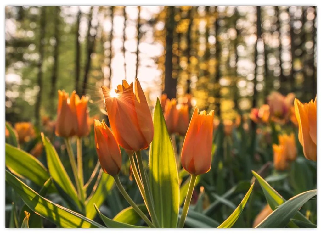 Tablou - florile lalelelor (70x50 cm)