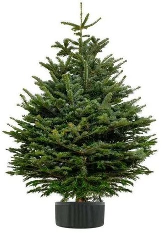 Suport pom de Crăciun 5 l, negru