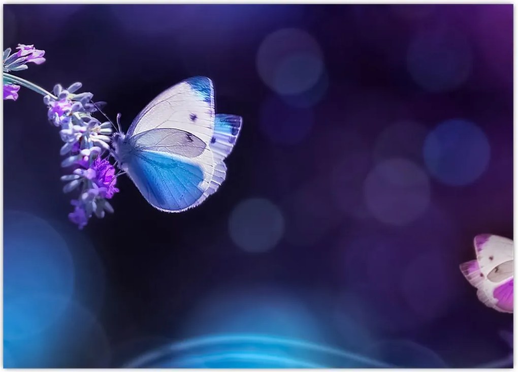 Tablou - Flutute în lavandă (70x50 cm)