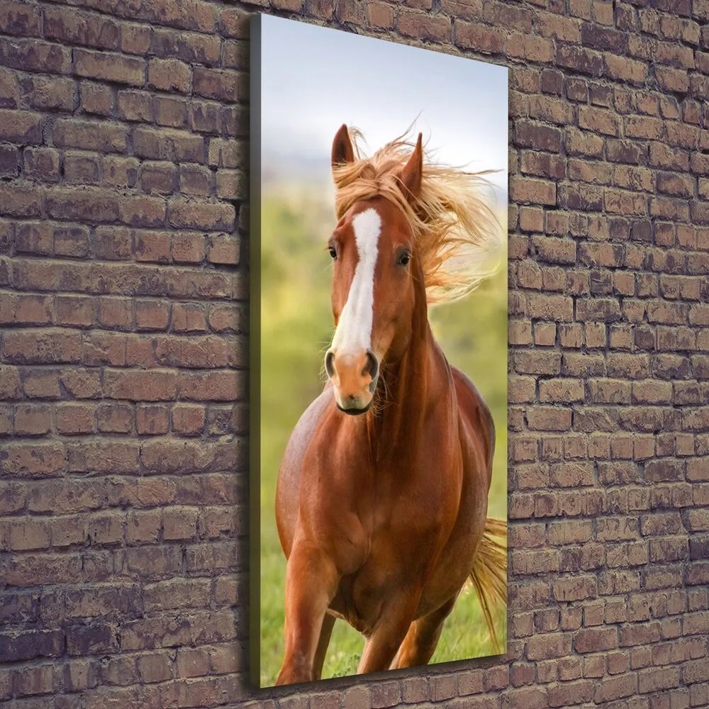 Tablou pe pânză canvas Un cal în galop