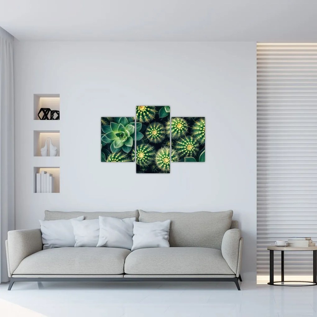 Tablou - Cactuși (90x60 cm)