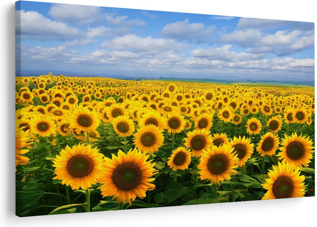 Tablou cu lan de floarea soarelui (90x60 cm)