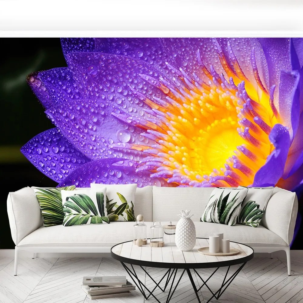 Fototapet Purple Lotus