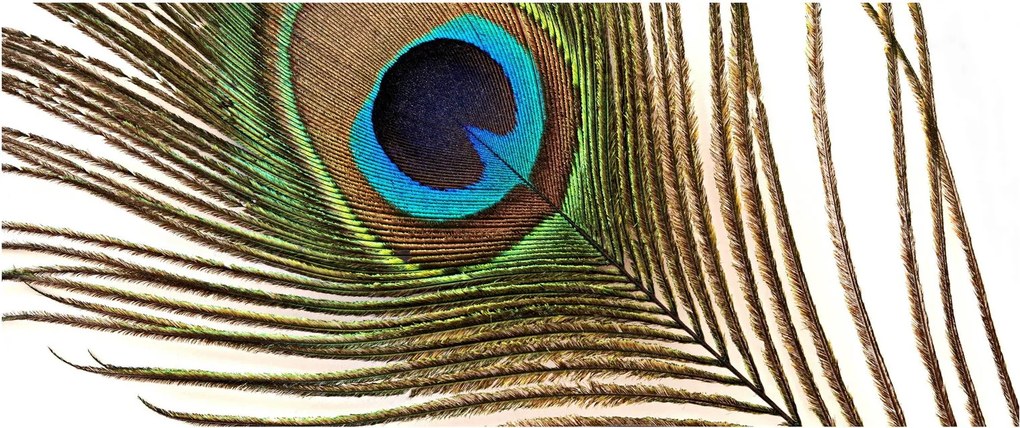 Tablou cu pene de păun (120x50 cm)