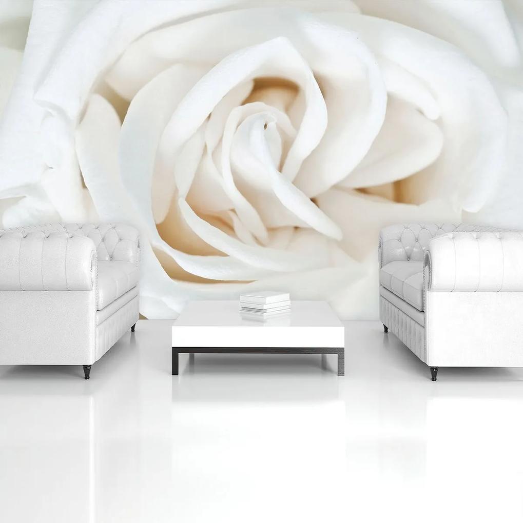 Fototapet - Trandafir alb (152,5x104 cm), în 8 de alte dimensiuni noi