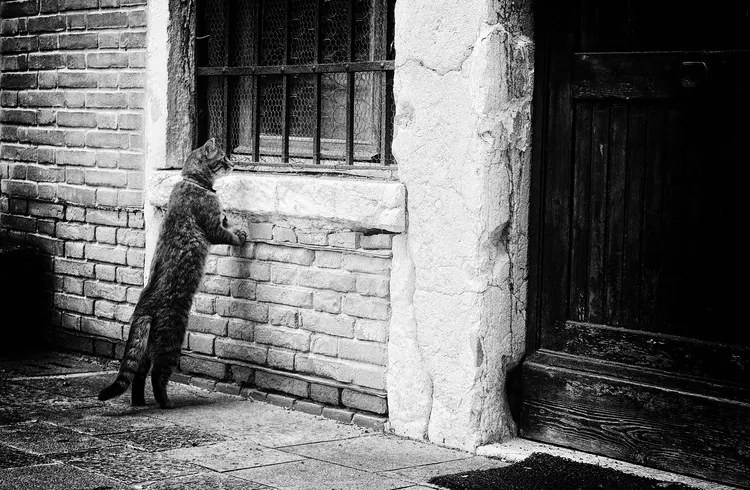 Fotografie The cat, Izabella	Végh