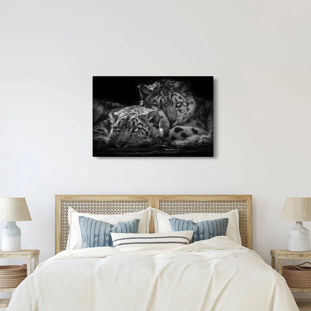 Tablou - Gheparzi care se odihnesc (90x60 cm)