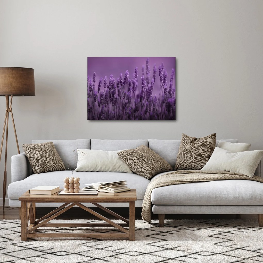 Tablou - Lavanda (70x50 cm)