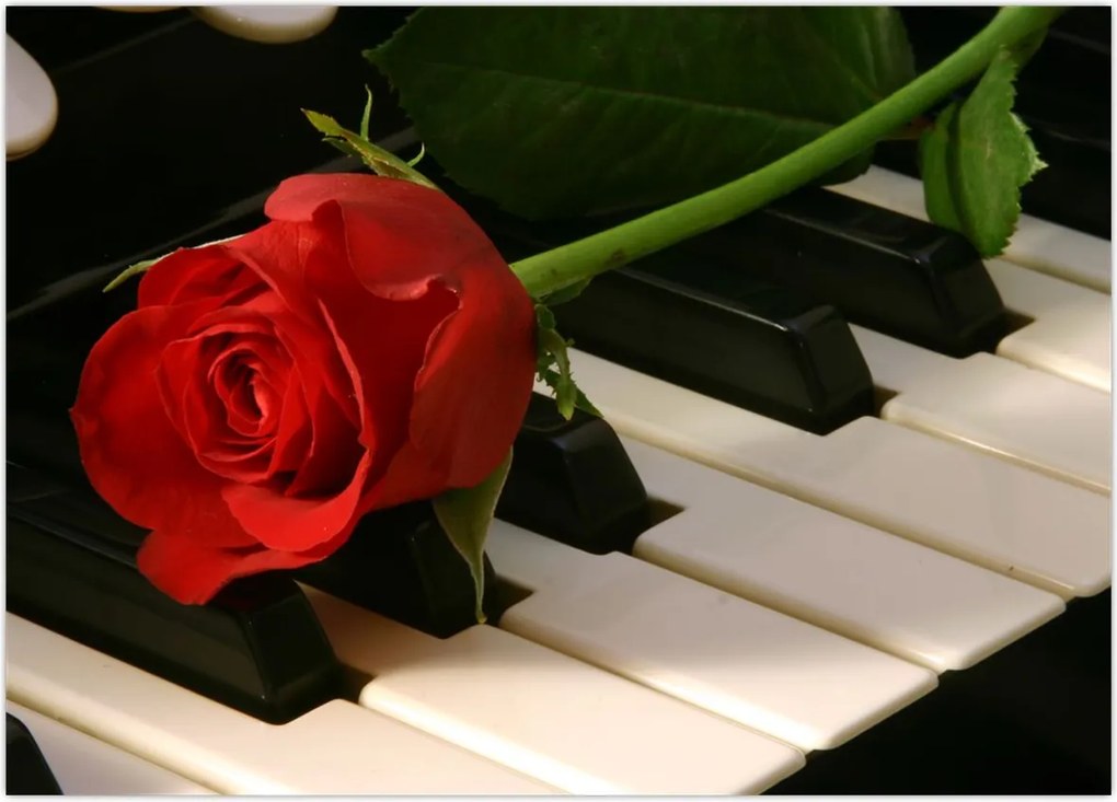 Tablou - Pian și trandafiri (70x50 cm)