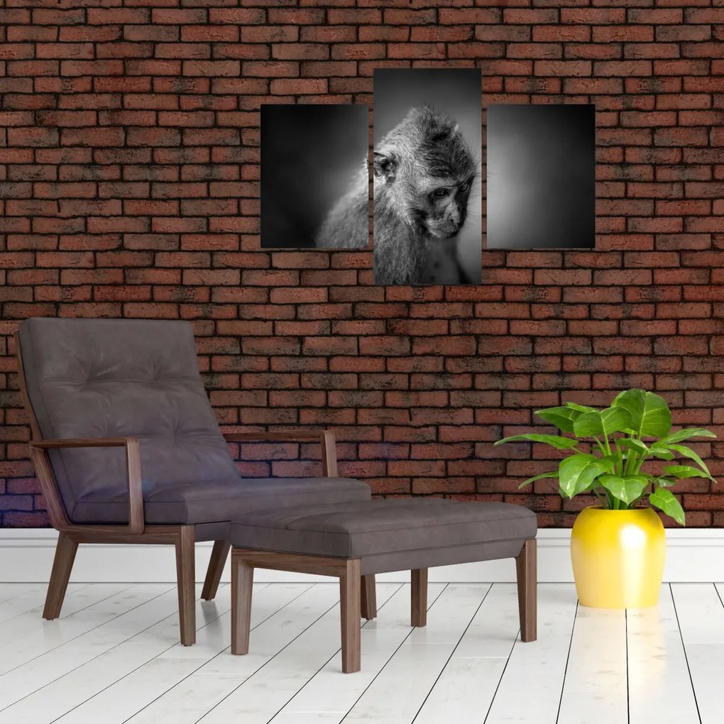 Tablou - Maimuță (90x60 cm)