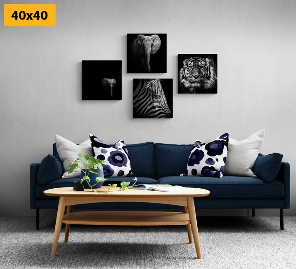 Set tablouri animale în stilul alb-negru
