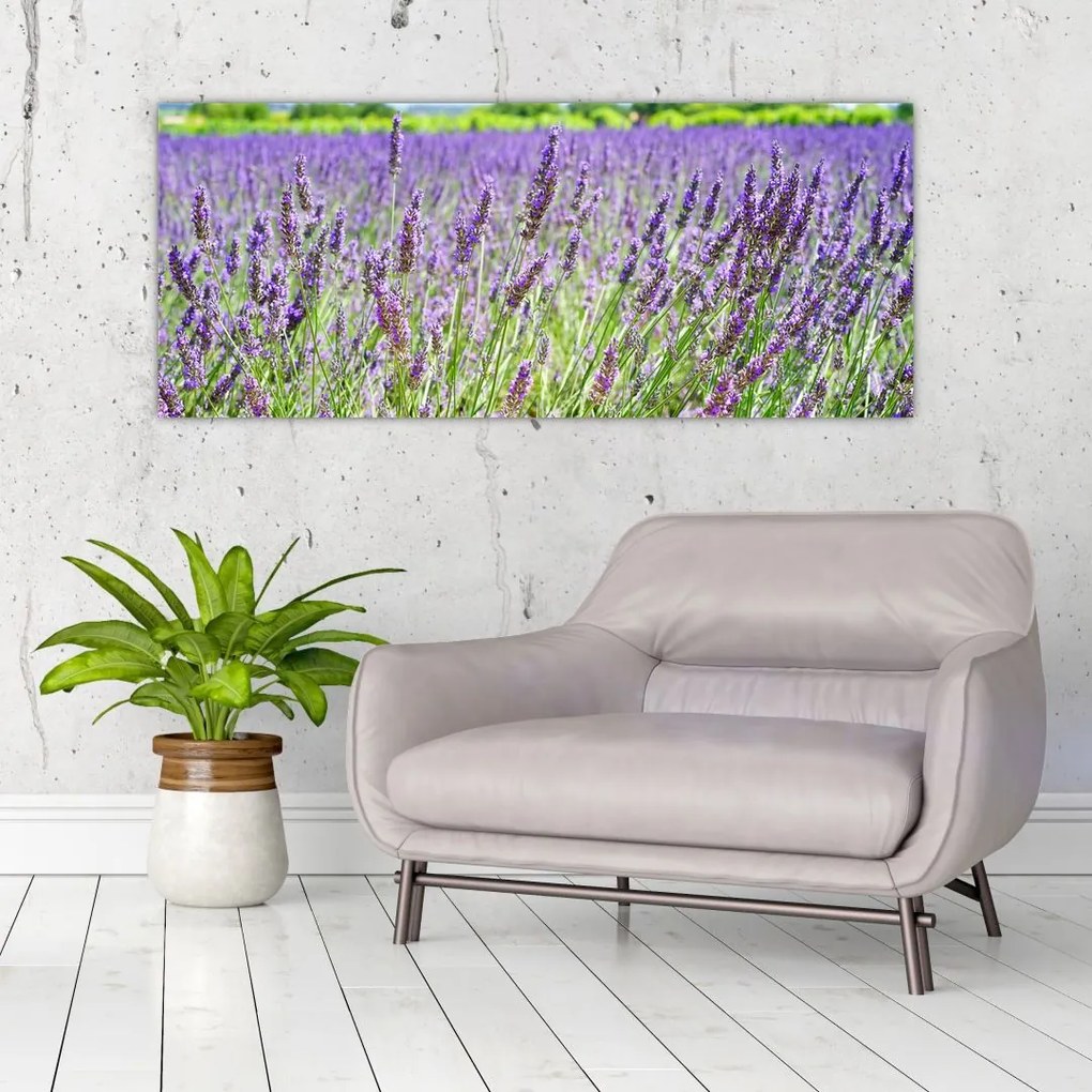 Tablou - Lavandă în câmp (120x50 cm)