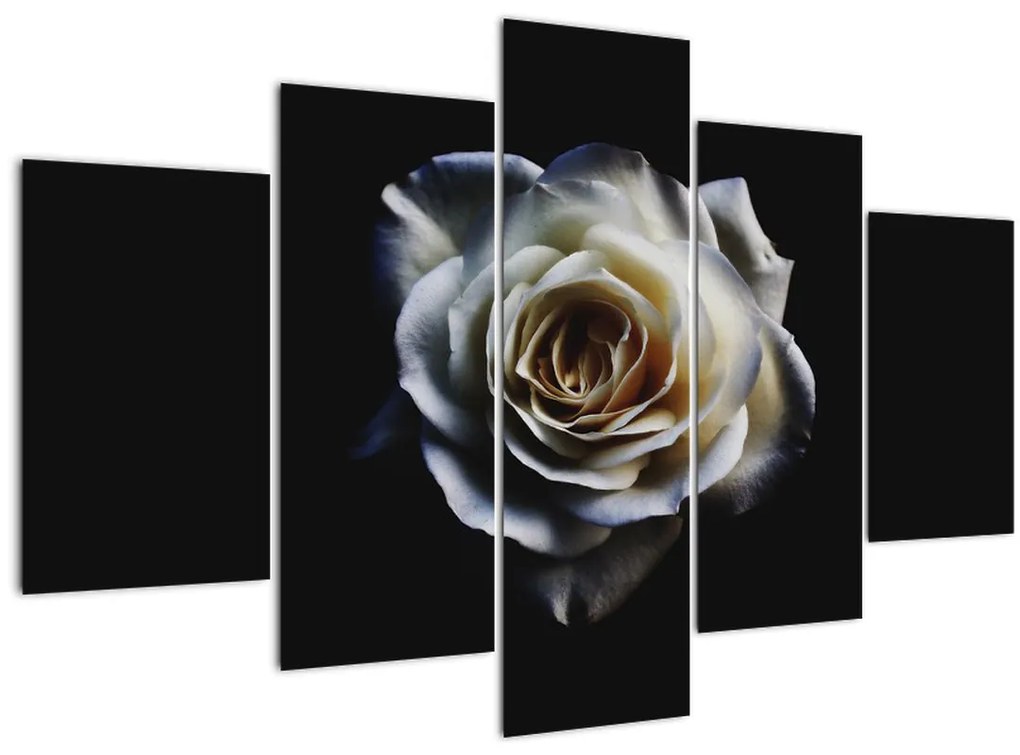 Tablou cu trandafir alb (150x105 cm)