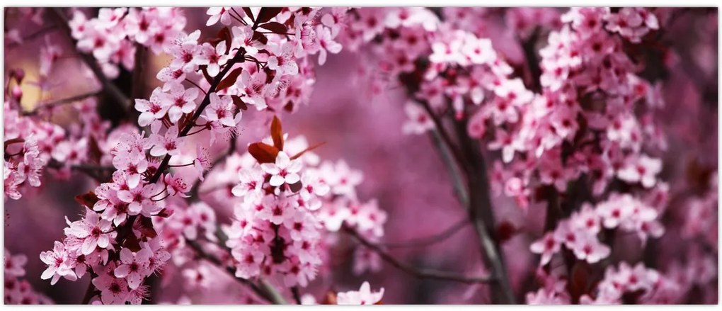 Tablou - Sakura roz (120x50 cm)