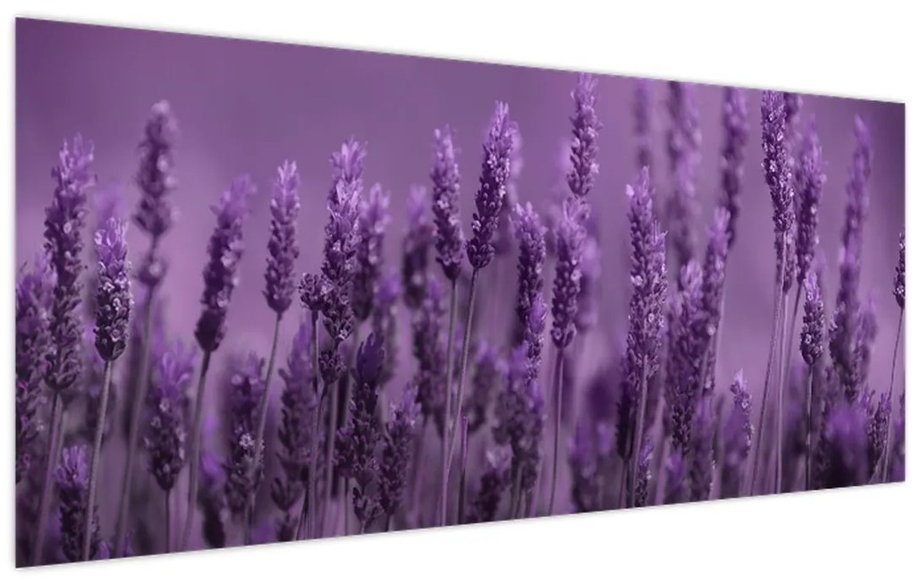 Tablou - Lavanda (120x50 cm)