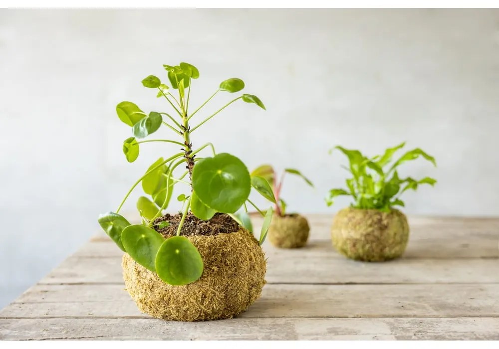 Ghiveci ø 20 cm Kokedama – Esschert Design