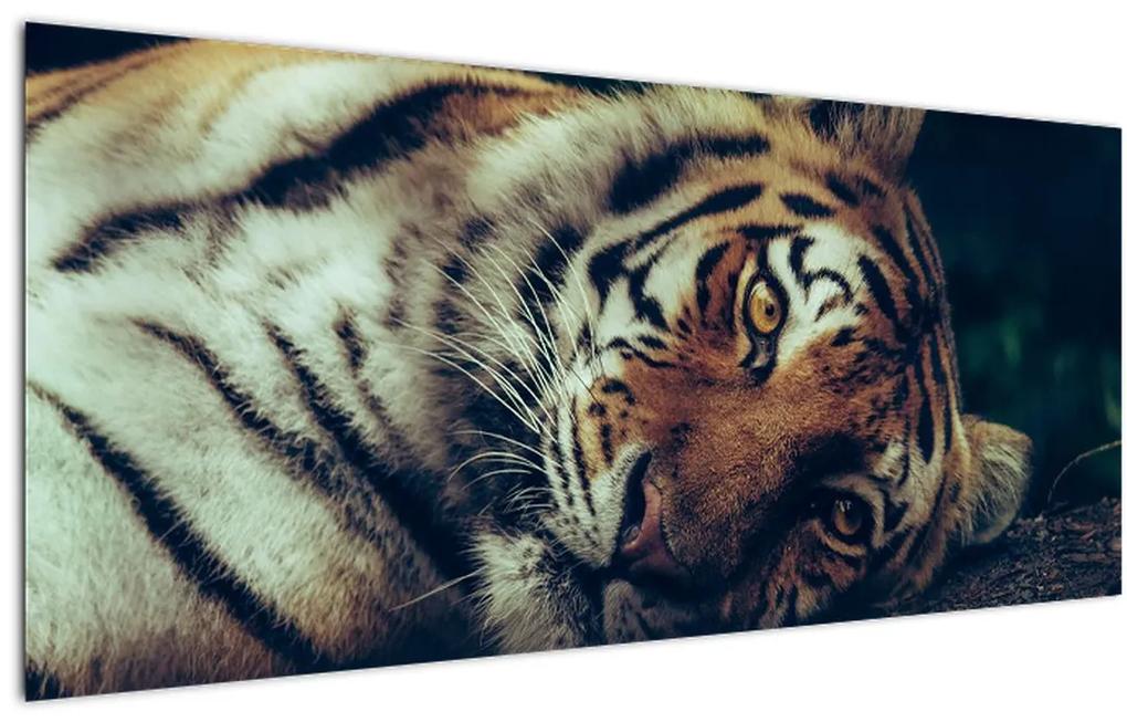 Tablou - Tigrul Siberian (120x50 cm), în 40 de alte dimensiuni noi