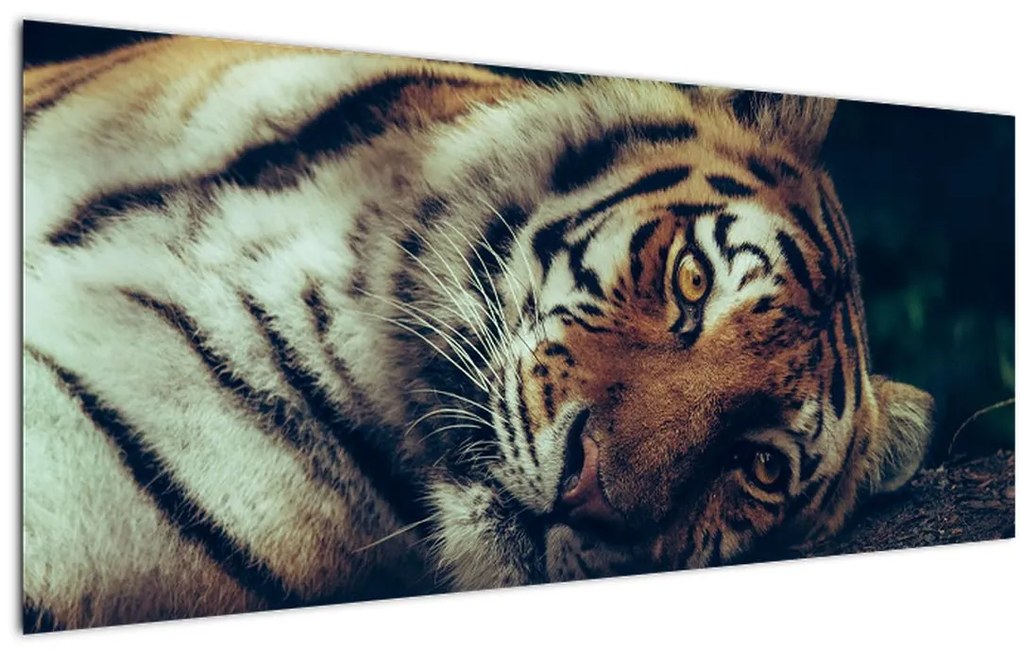 Tablou - Tigrul Siberian (120x50 cm)