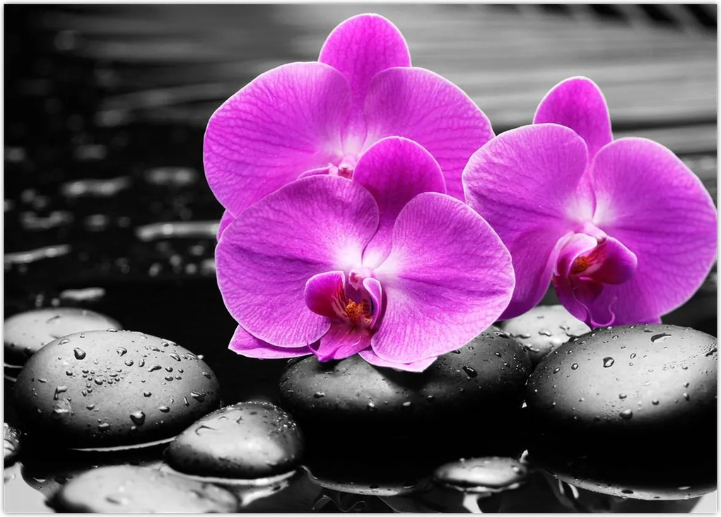 Tablou - Orhidee violet (70x50 cm)