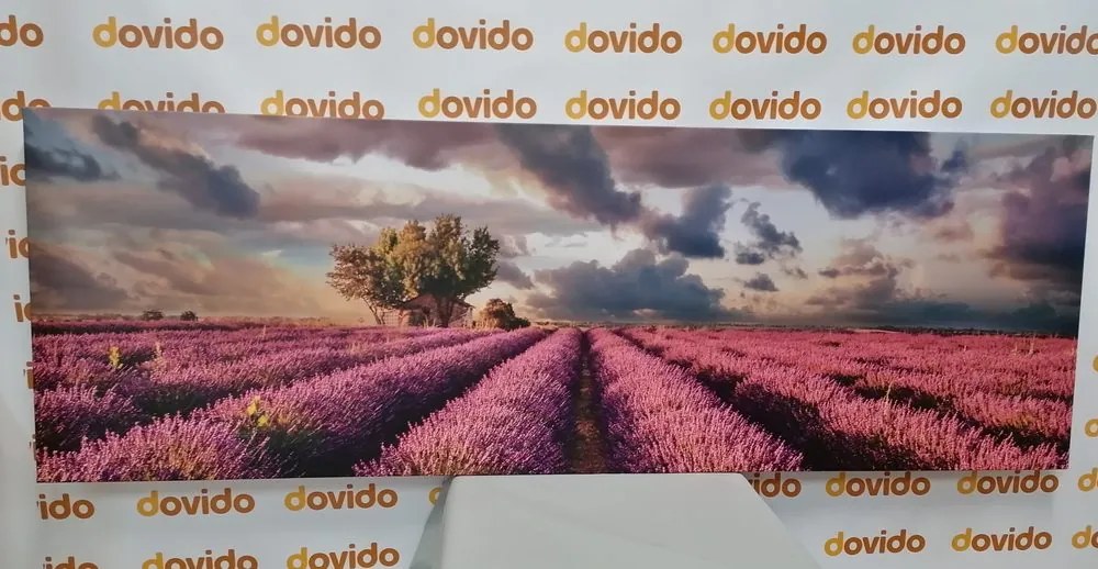 Tablou câmpuri de lavandă