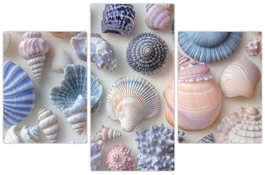 Tablou - Colecție de scoici (90x60 cm)