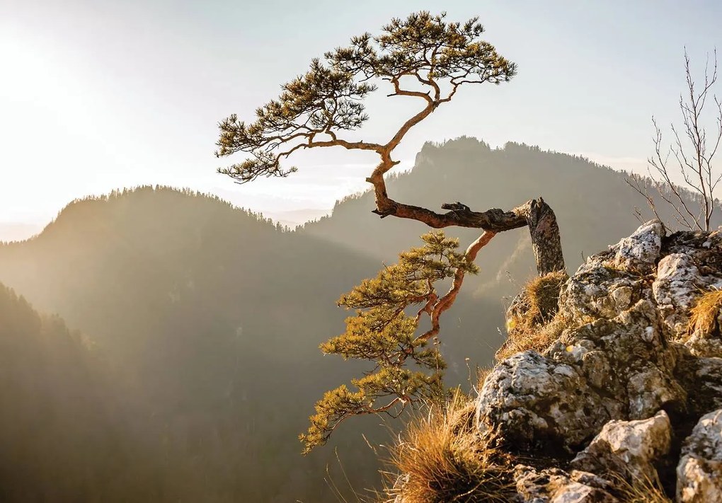 Fototapet - Muntele Pieniny (254x184 cm)