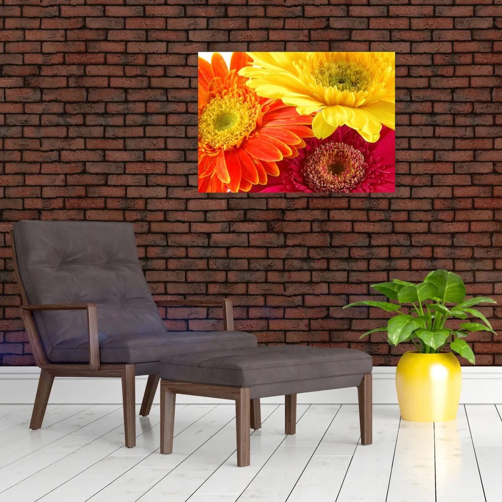 Tablou pe sticlă - Flori Gerbery (70x50 cm)