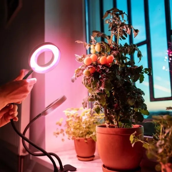Lampă LED flexibilă dimabilă de masă cu clemă pentru creșterea plantelor VITARO 2xLED/4W/230V negru