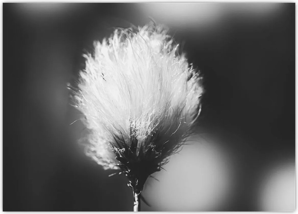 Tablou pe sticlă - Coțofană neagră și albă (70x50 cm)