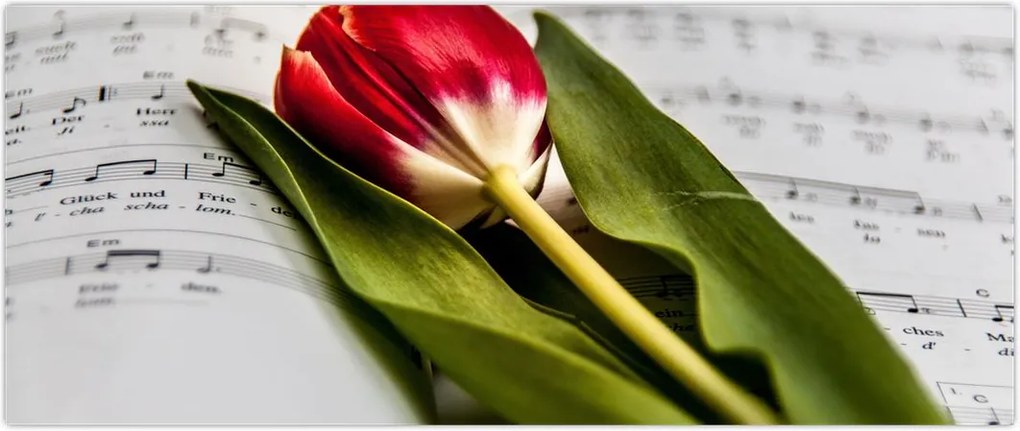 Tablou - Lalea roșie (120x50 cm)