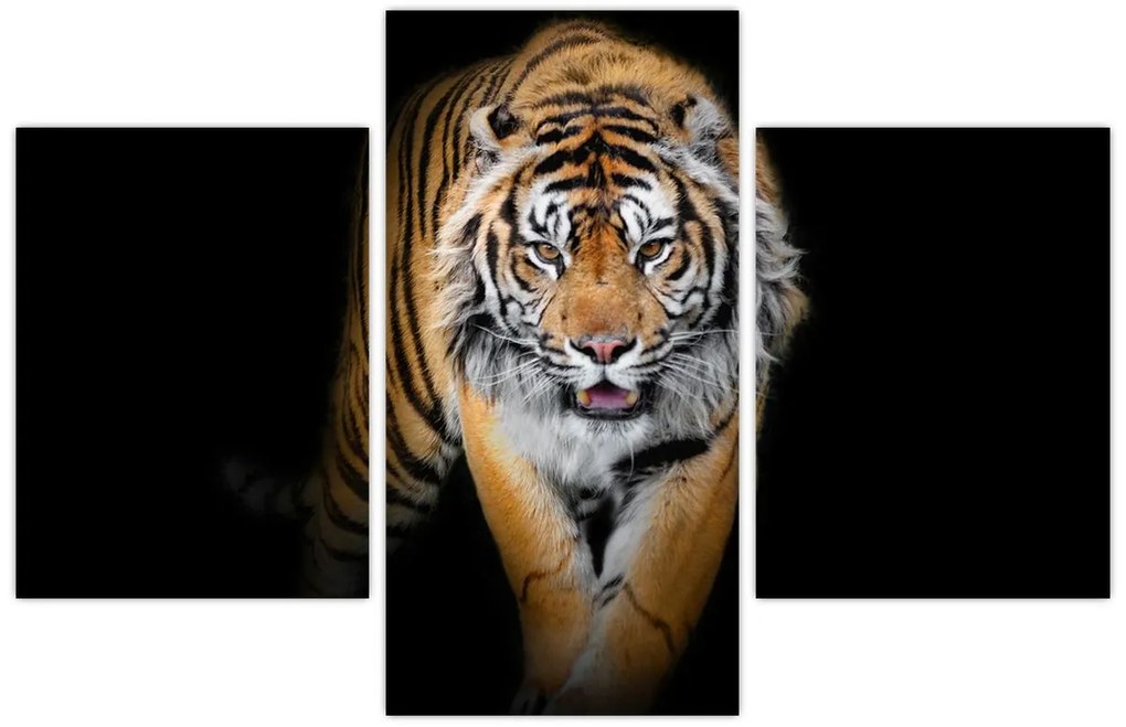 Tablou - Tiger (90x60 cm)