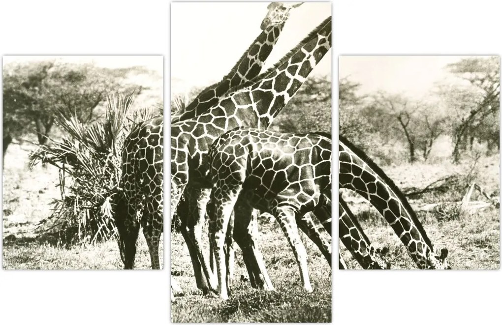 Tablou - Girafe, de epocă (90x60 cm)