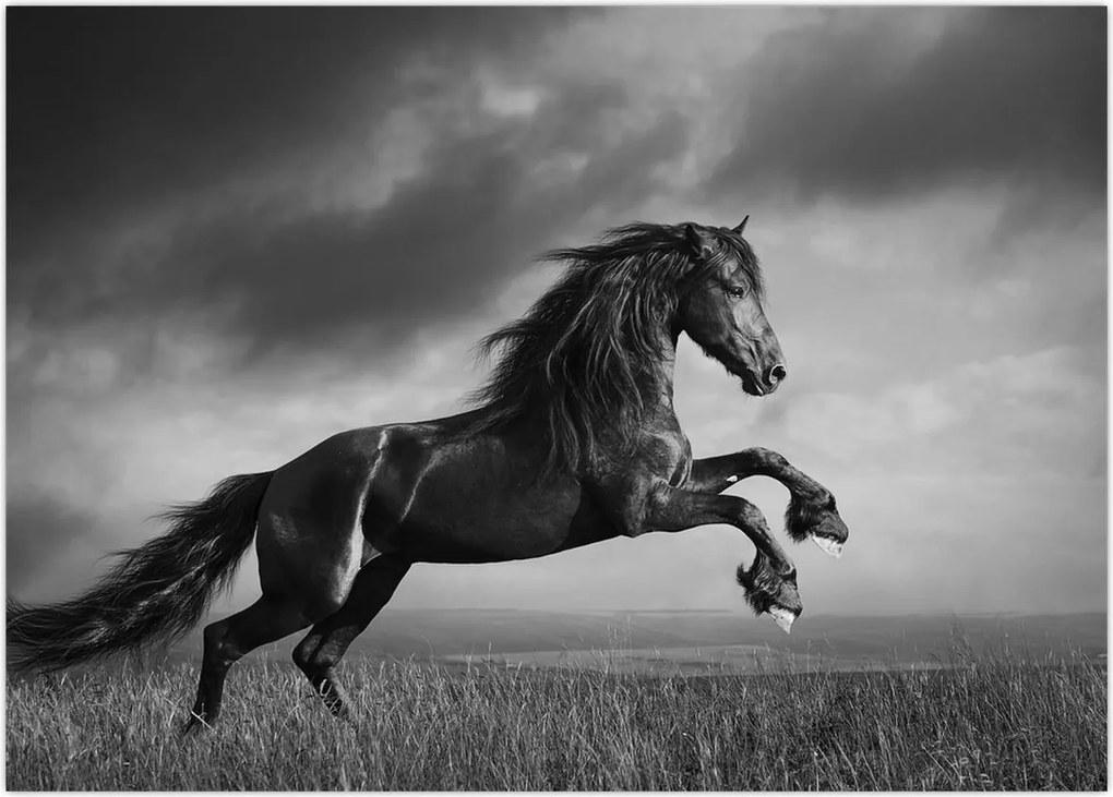 Tablou - Cal alb și negru (70x50 cm)