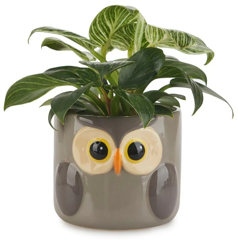 Ghiveci din ceramică ø 13,5 cm Owl – Balvi