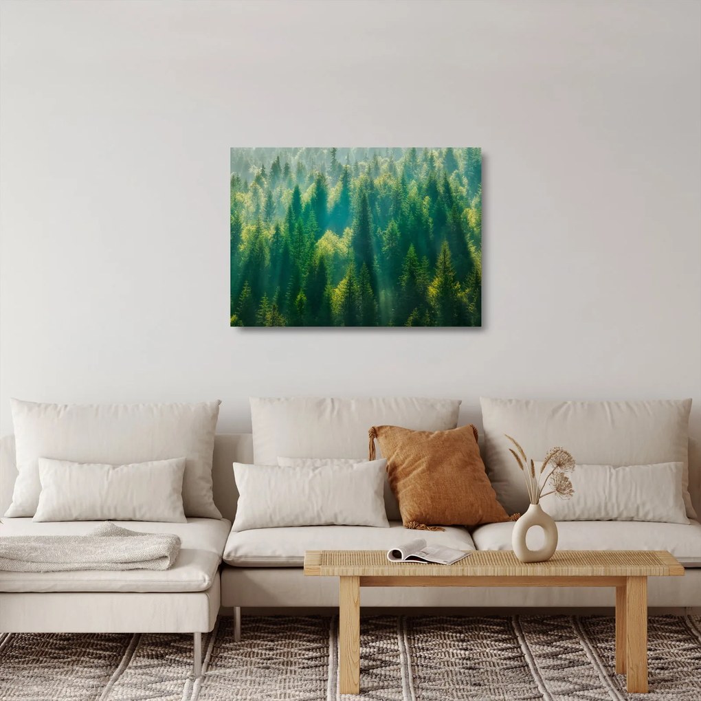 Tablou pe sticlă - Pădurea de brazi (70x50 cm)