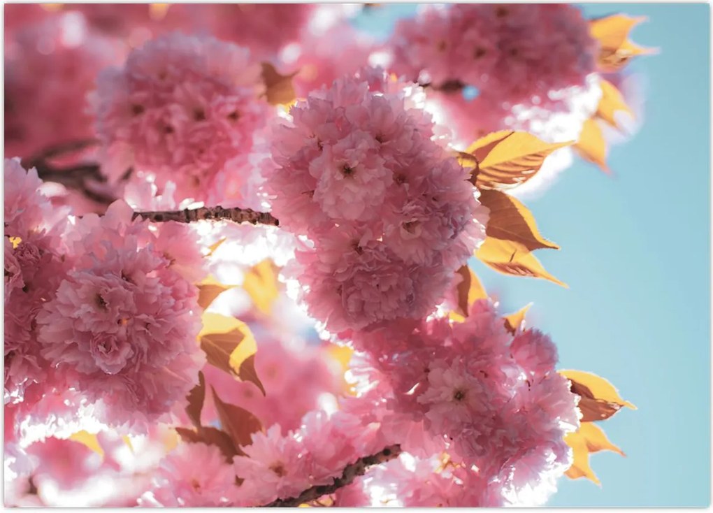 Tablou - Floare de cireș (70x50 cm)