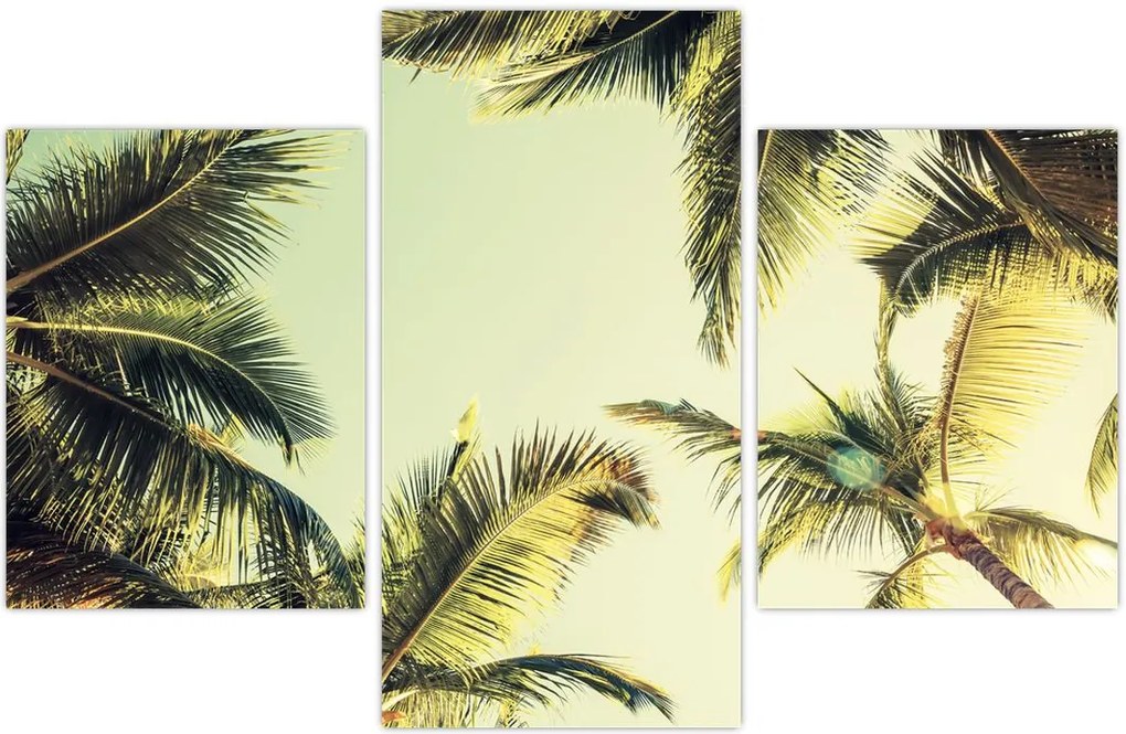 Tablou - Palmieri de cocos (90x60 cm)