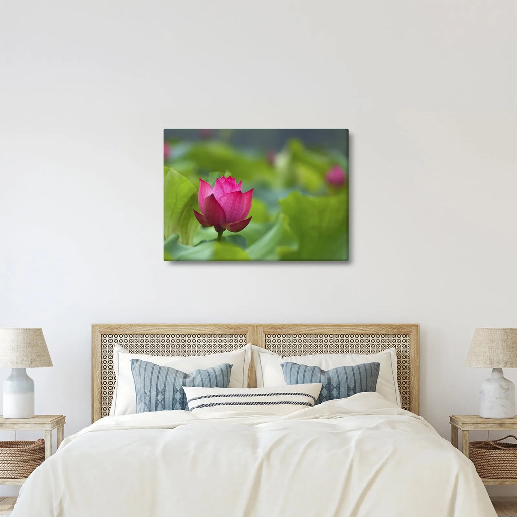 Tablou - floare de apă (70x50 cm)
