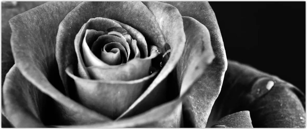 Tablou - Trandafir,alb-negru (120x50 cm)