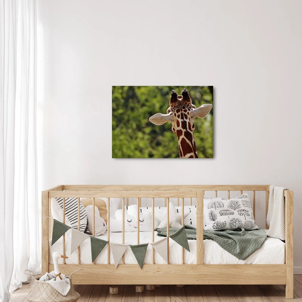 Tablou cu girafă din spate (70x50 cm)