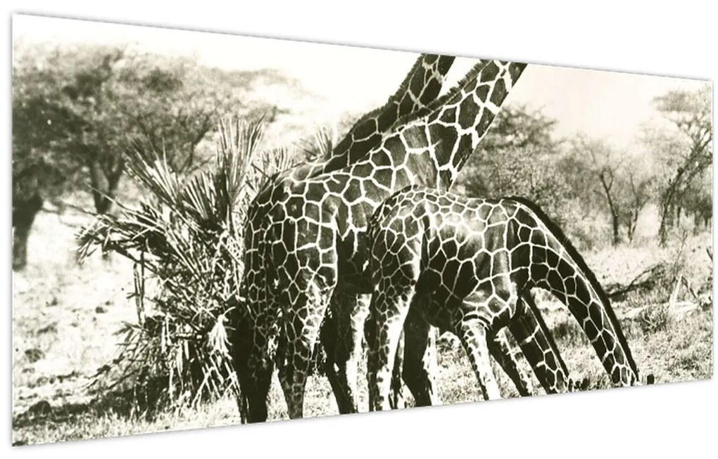 Tablou - Girafe, de epocă (120x50 cm)