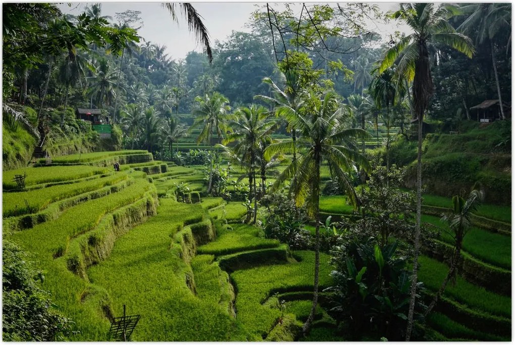 Tablou cu terasele cu orez Tegalalang, Bali (90x60 cm)